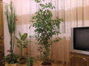 комнатное растение (фикус бенджамин)
