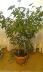 Комнатное растение (Фикус бенджамин)