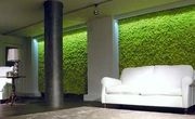 Зеленые стены для любых помещений
