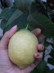 Плодоносящие саженцы лимонов.