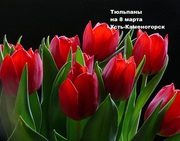 Тюльпаны на 8 марта Усть-Каменогорск